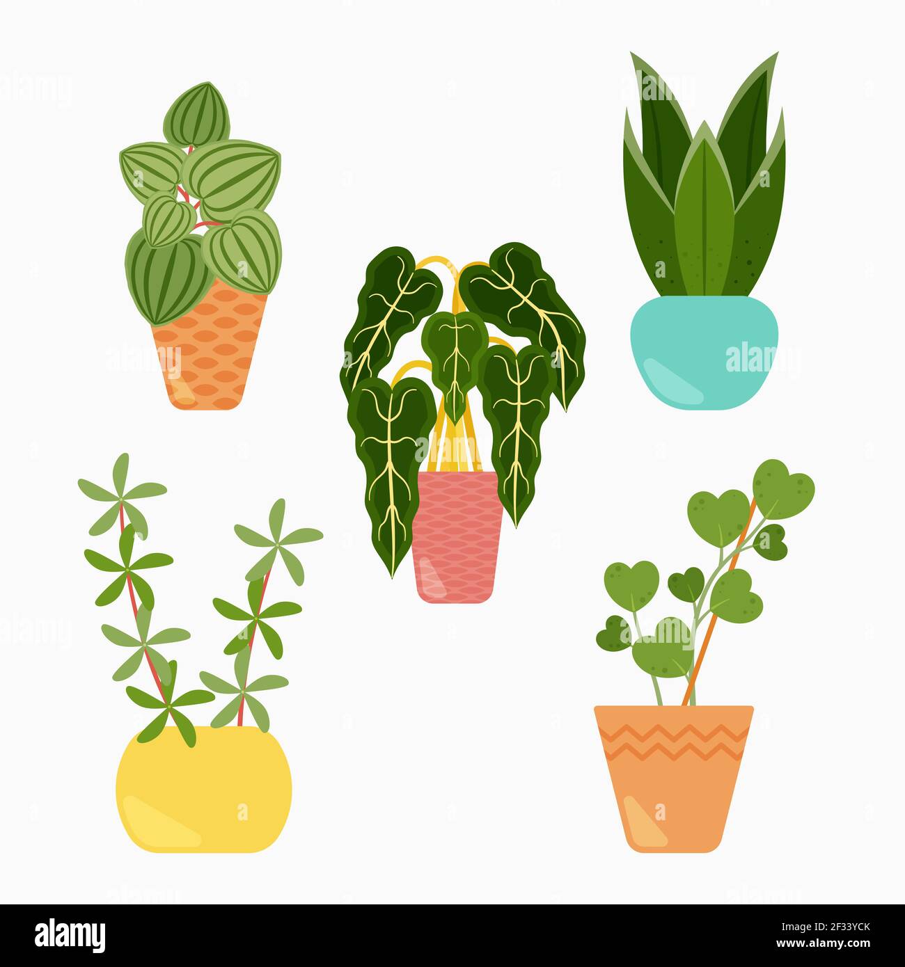 Collection of beautiful houseplants in pots Vector illustration Stock ...