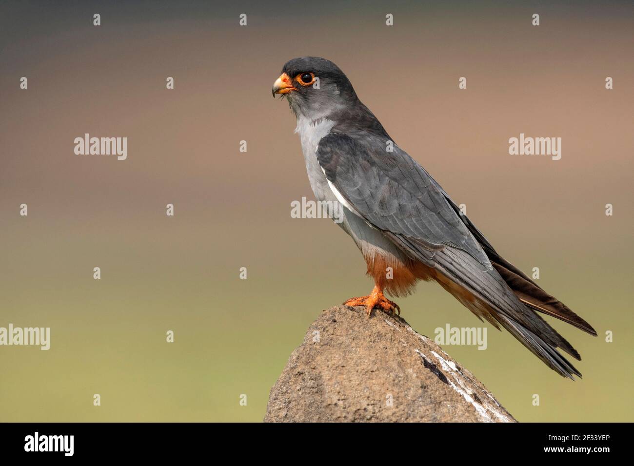 Amur Falcon, Male, Pune. Small falcon is sooty gray with rufous-orange thighs and vent. Stock Photo