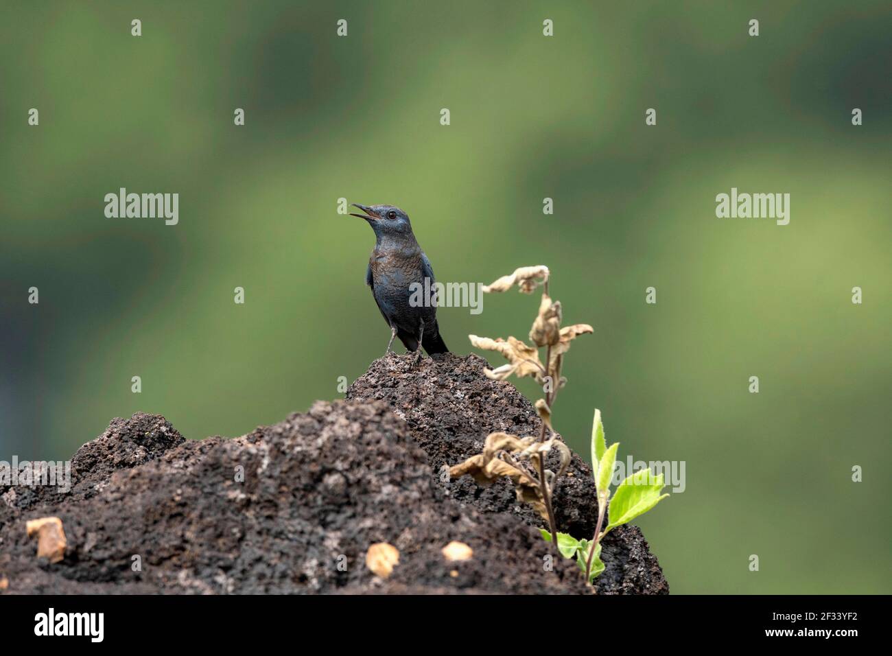 Blue rock thrush, Monticola solitarius, Male, Pune. Male western birds ...