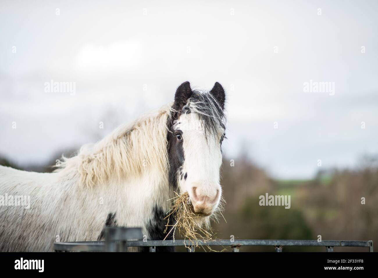 piebald black and white gypsy cob pony horse Stock Photo Alamy