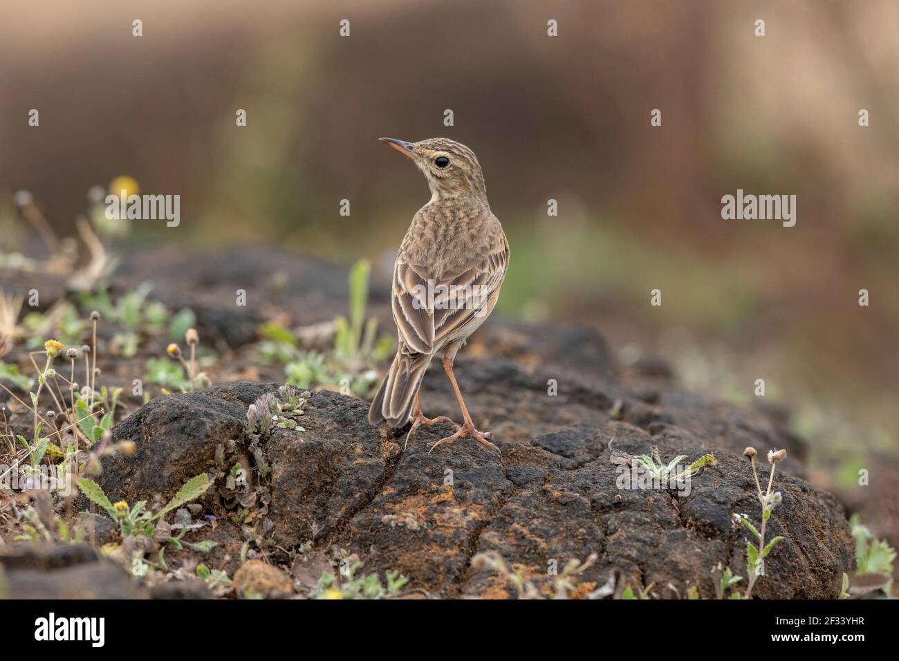 Pipit, Anthus, Pune. Small passerine birds with medium to long tails. Stock Photo
