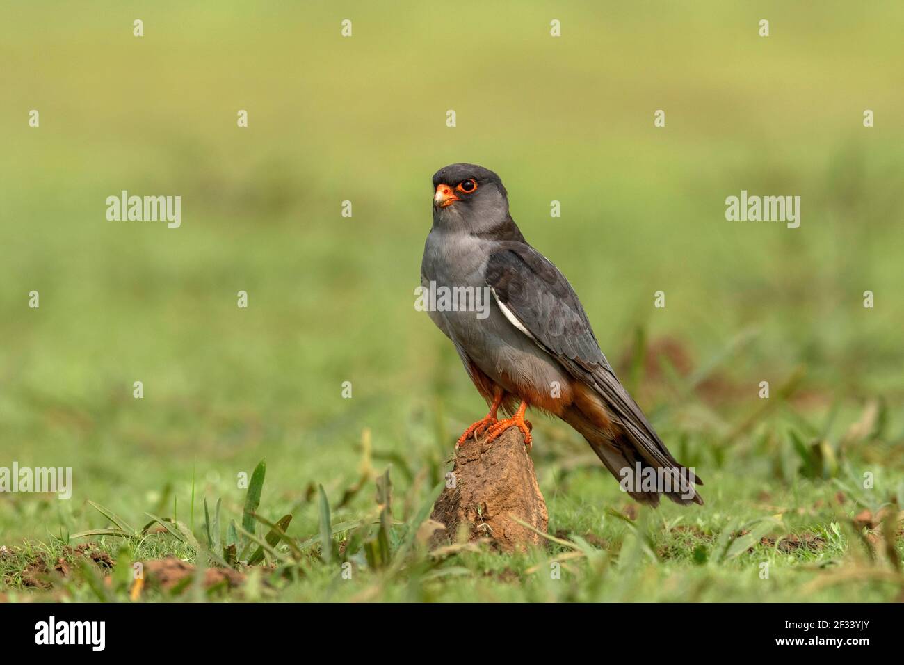 amur falcon male high resolution stock photography and images alamy