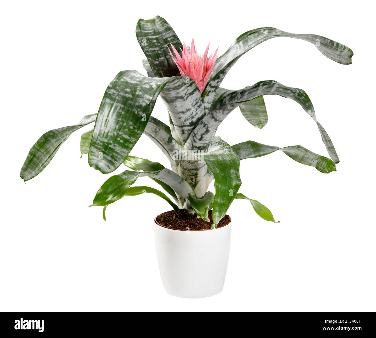 Potted Bromelia aechmea primera plant with its decorative silver green variegated leaves and a single spiky pink flower in a container isolated on whi Stock Photo