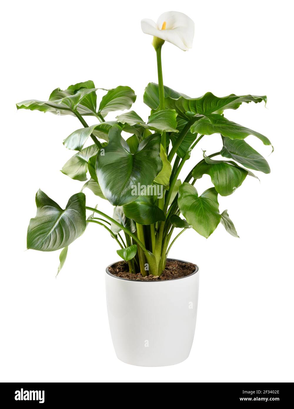 Ornamental Calla lily plant with white inflorescence showing the typical spathe and yellow spadix with glossy green leaves in a flowerpot isolated on Stock Photo