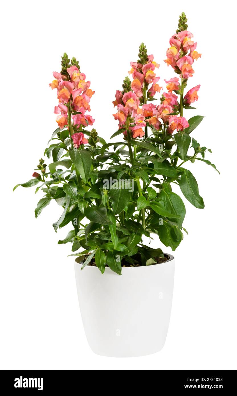 Potted Snapdragon or Dragon Flower plant with spikes of variegated yellow and pink flowers above green leaves in a side view isolated on white Stock Photo