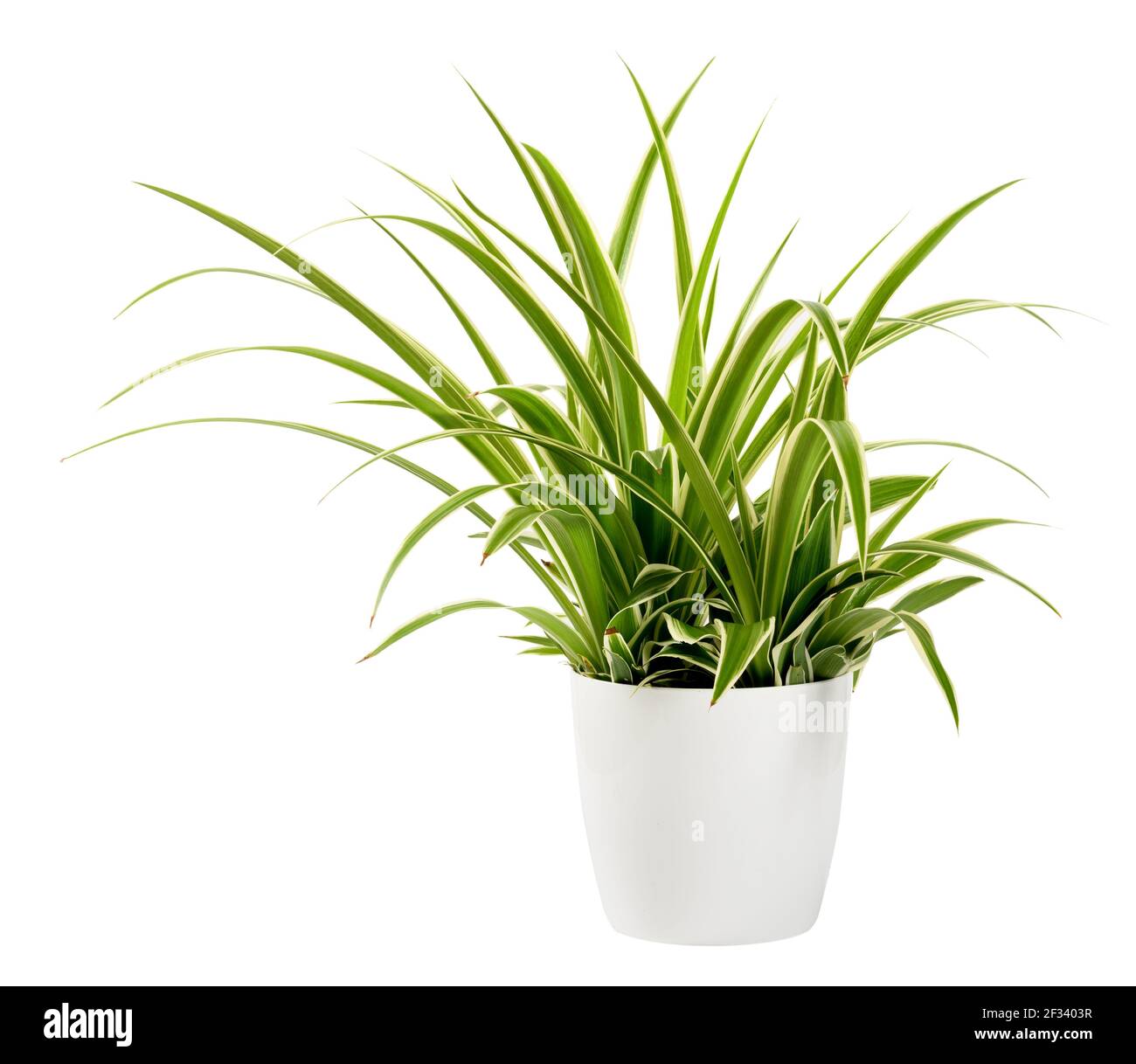 Sword-like ornamental leaves of a potted Chlorophytum laxum plant with green and white variegated margins in a close up side view isolated on white Stock Photo