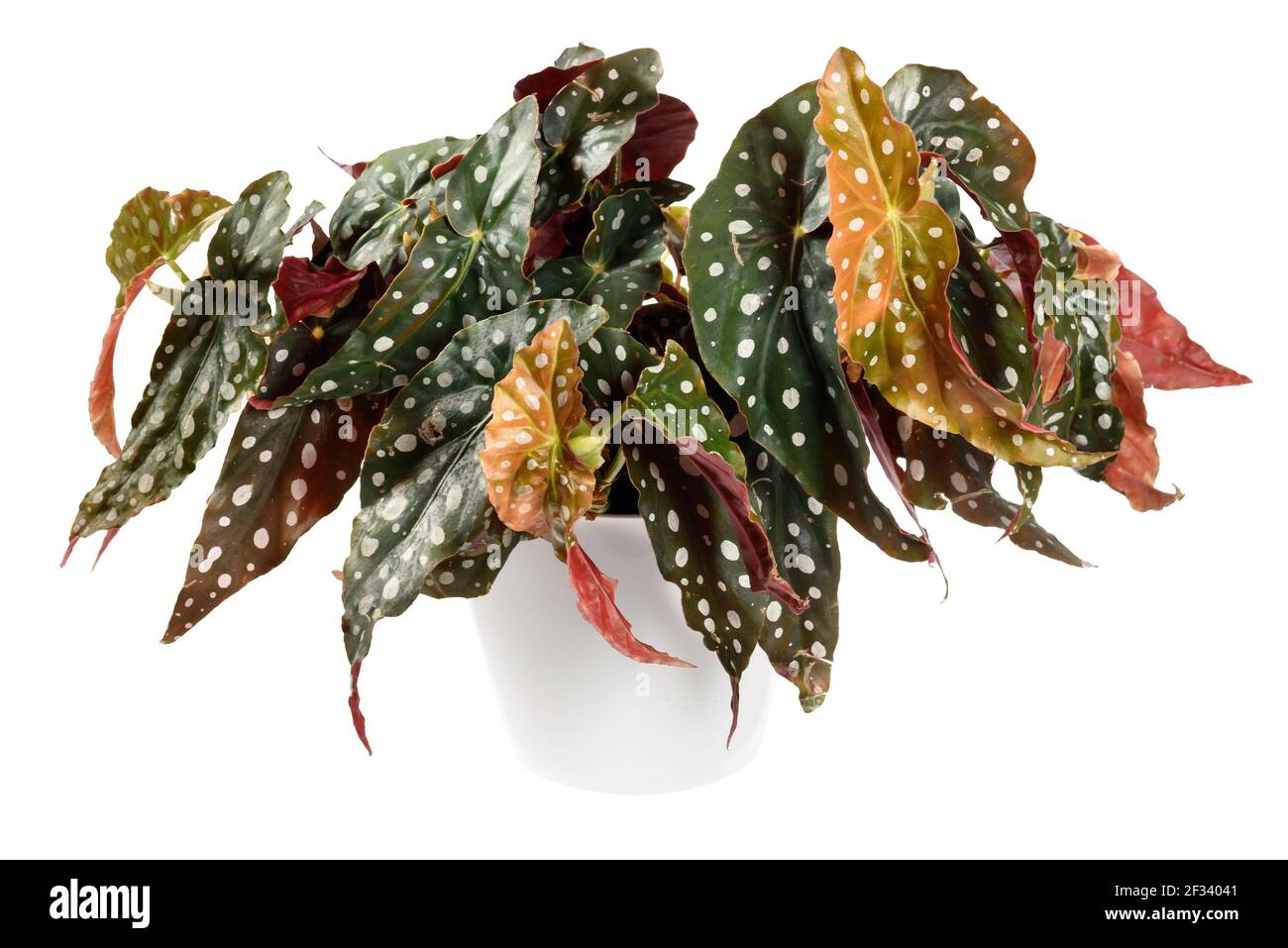 Showy Begonia maculata plant with its ornamental spotted variegated leaves potted in a container isolated on white in a close up side view Stock Photo