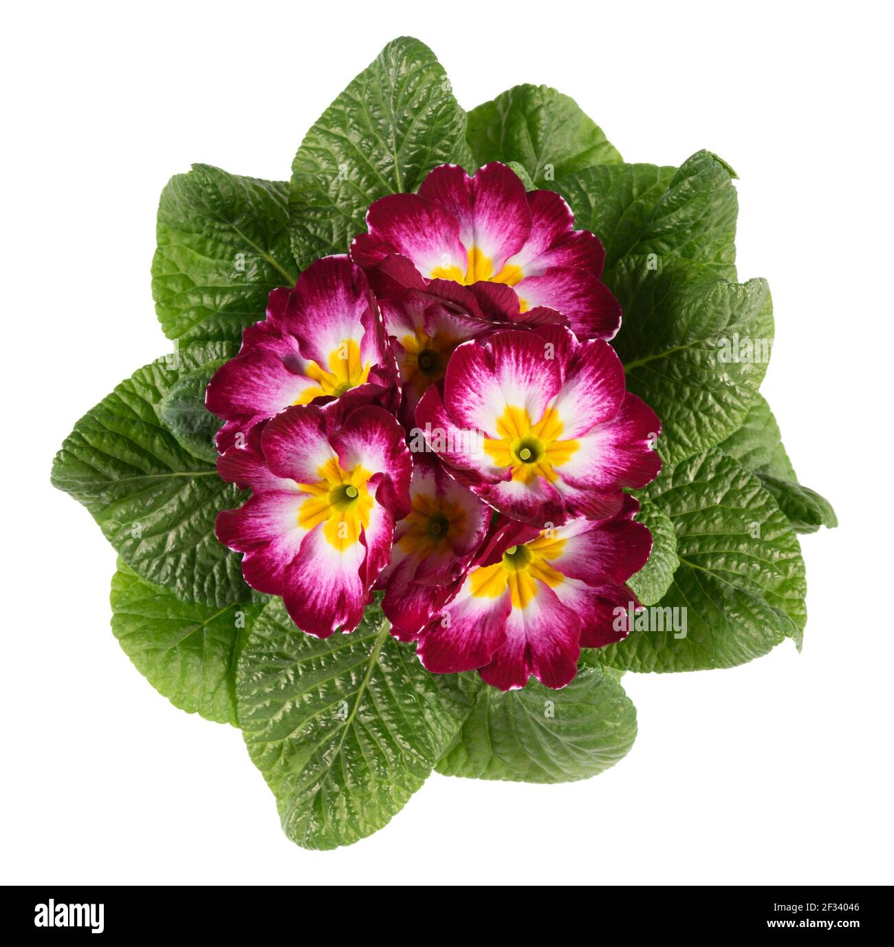 Overhead view of a variegated tricolor violet primrose white and yellow surrounded by a rosette of green leaves isolated on white Stock Photo