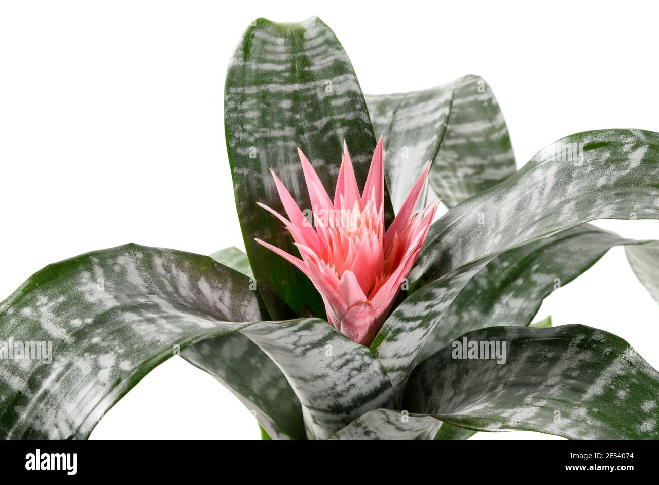 Epiphytic Bromelia aechmea primera plant with pink flower and decorative silver-green variegated leaves in a cropped closeup with focus to the flower Stock Photo