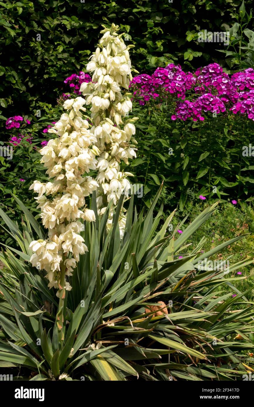 Yucca flower garden plant flowers Yucca gloriosa Spanish dagger, Phlox Stock Photo