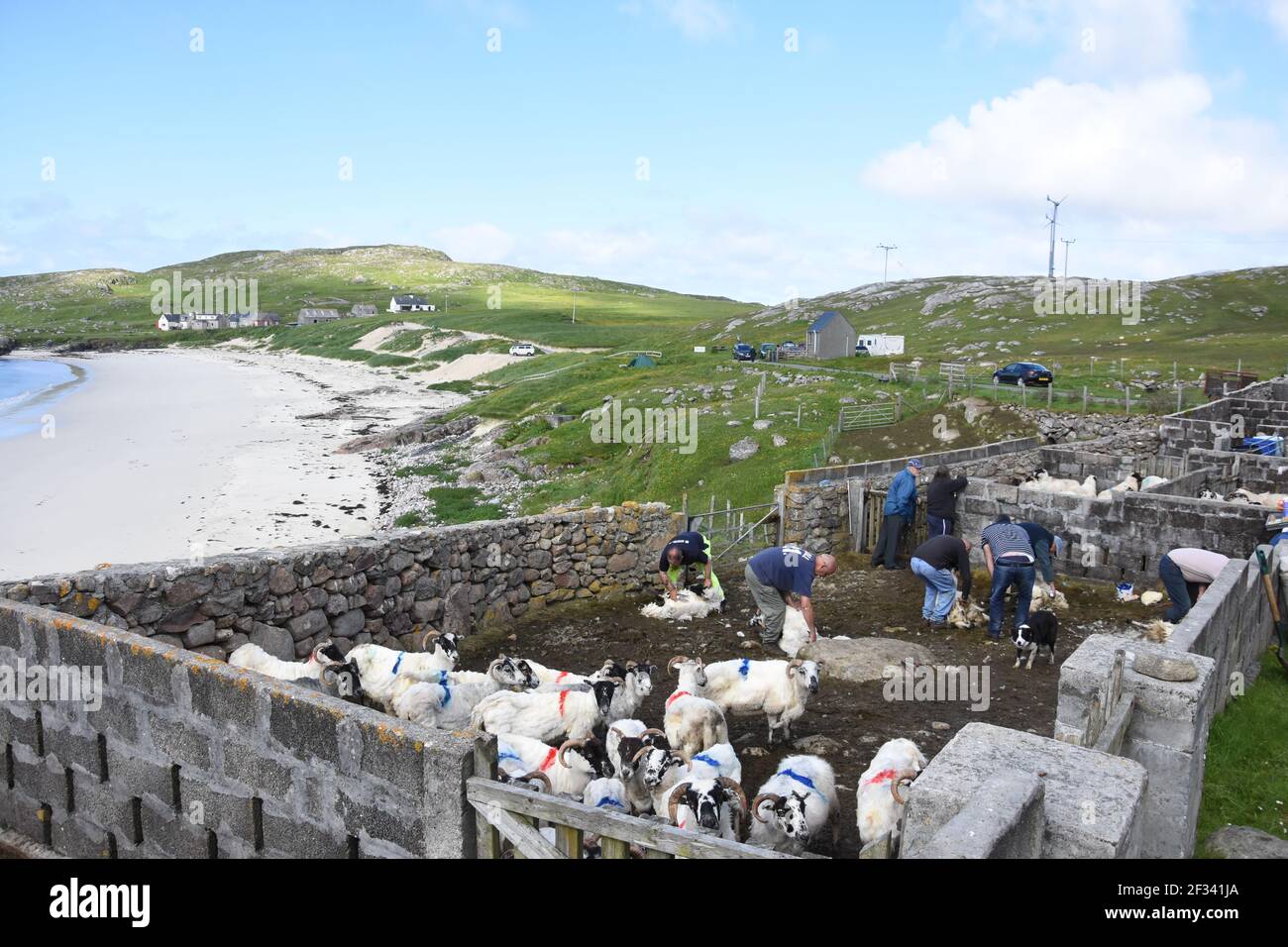 Sheep shearing at Huisnish sheep fank, Huisinish, Isle of harris, Western Isles, Scotland, UK Stock Photo