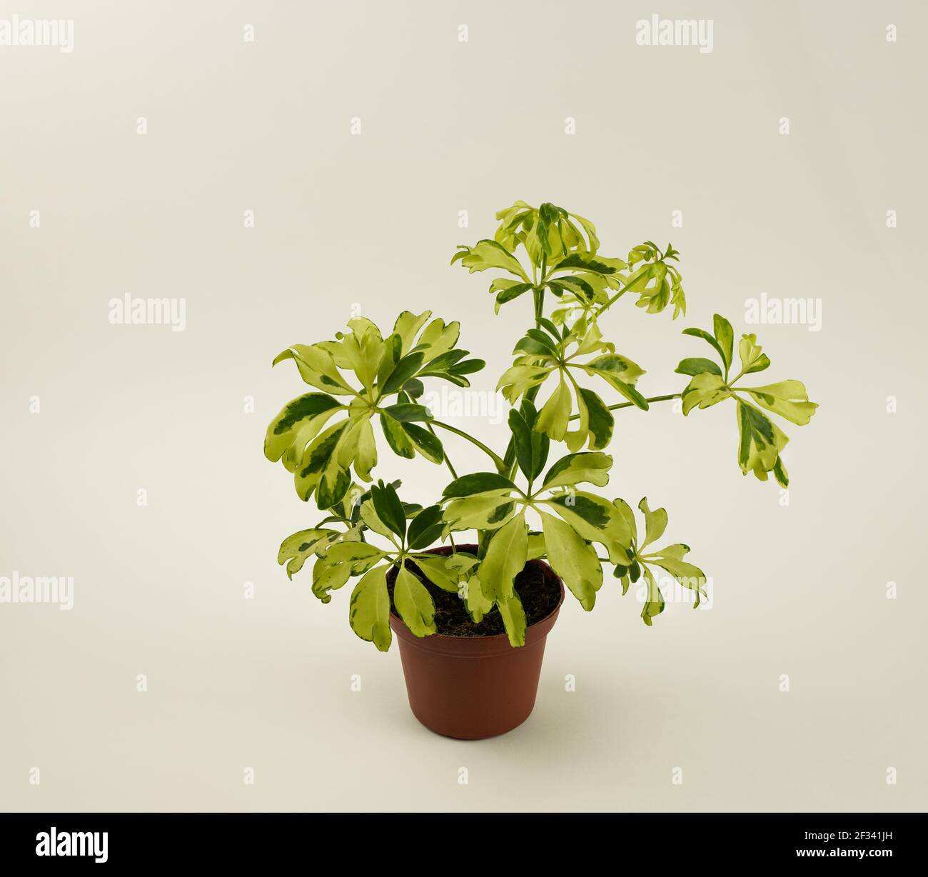 schefflera arboricola in pot with white background, top view Stock Photo
