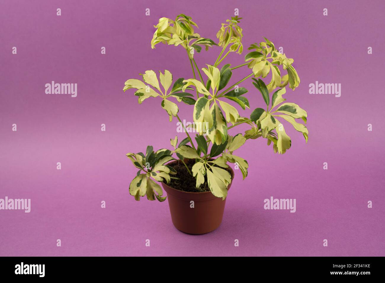 schefflera arboricola in pot with purple background, top view Stock Photo