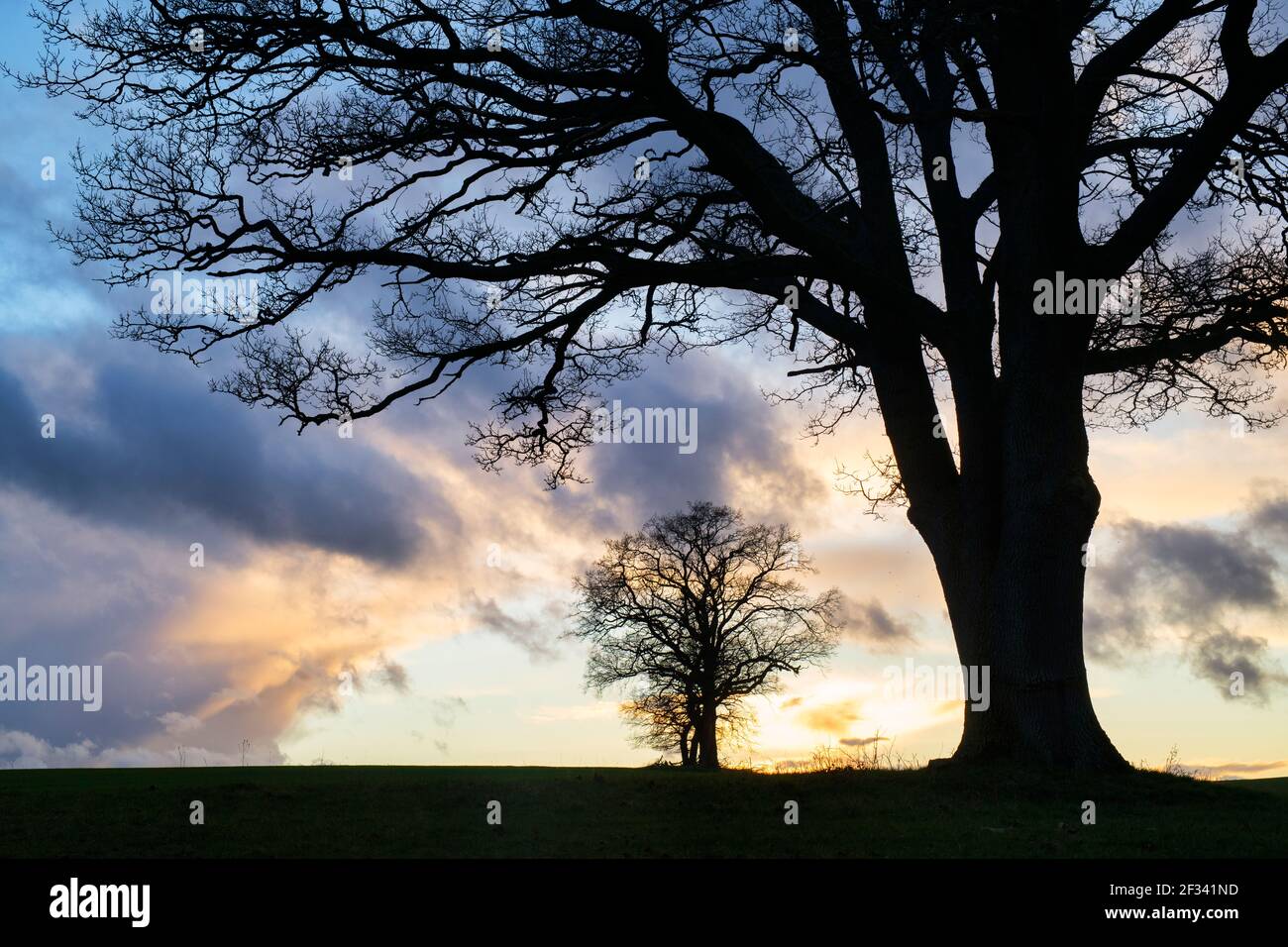 Silhouette Oak trees in the winter at sunset. Leafield, Cotswolds, Oxfordshire, England Stock Photo