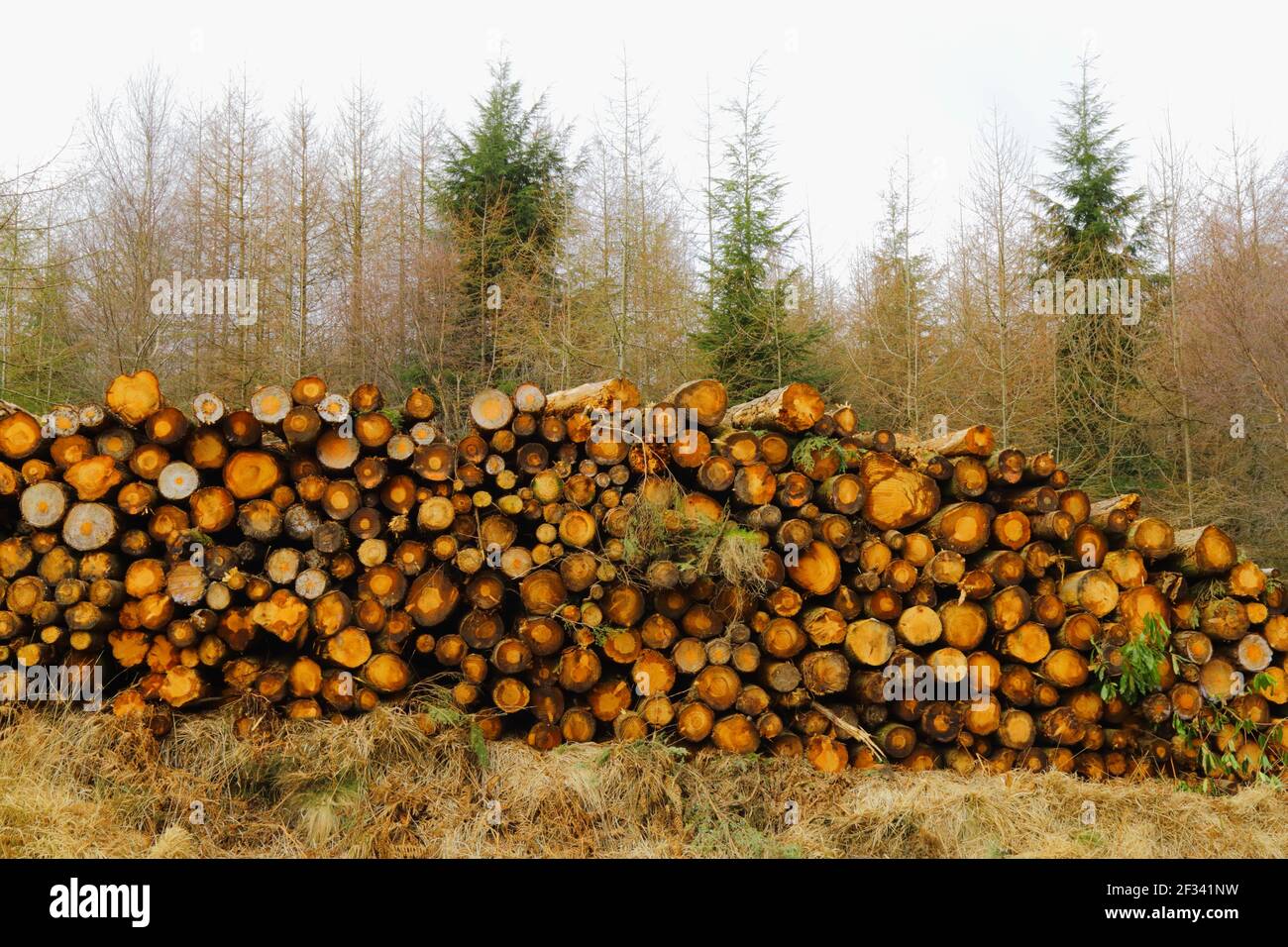 Logs in Trinity Hill forest, East Devon Stock Photo