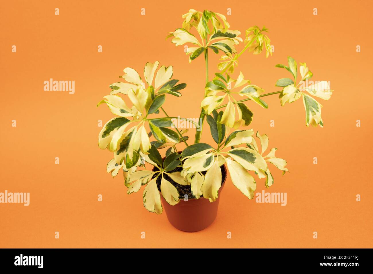 schefflera arboricola in pot with orange background, top view Stock Photo