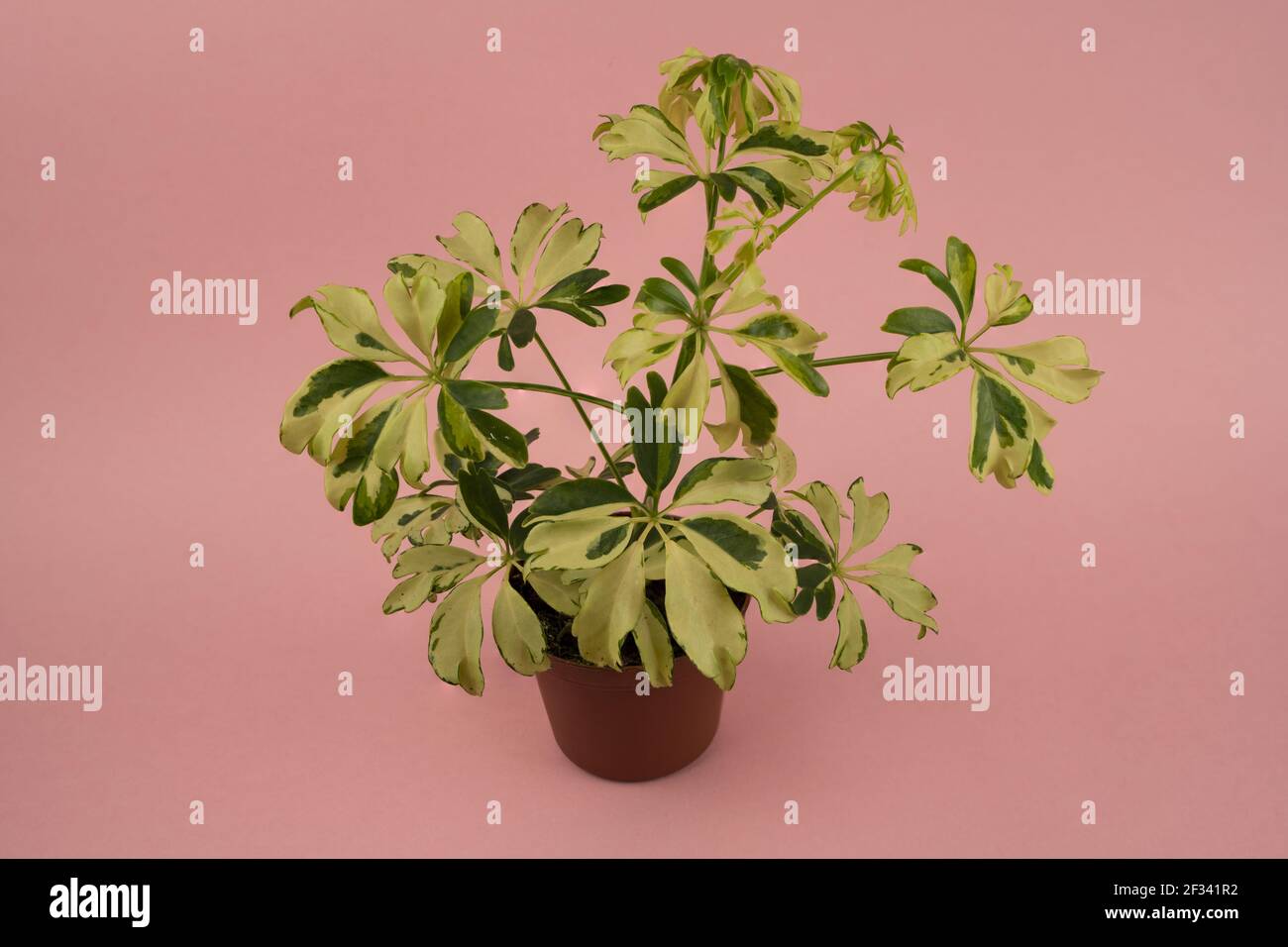 schefflera arboricola in pot with pink background, top view Stock Photo
