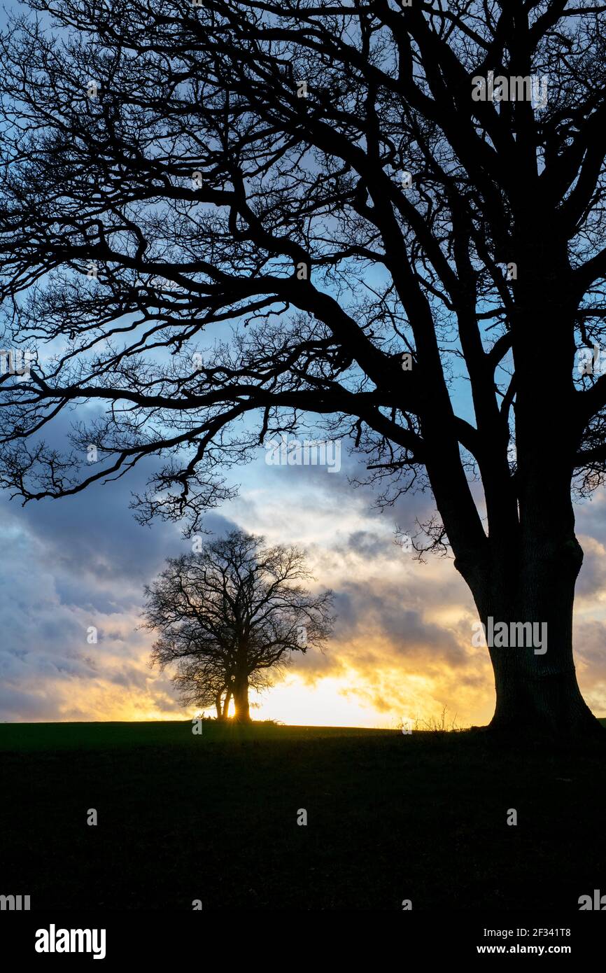 Silhouette Oak trees in the winter at sunset. Leafield, Cotswolds, Oxfordshire, England Stock Photo