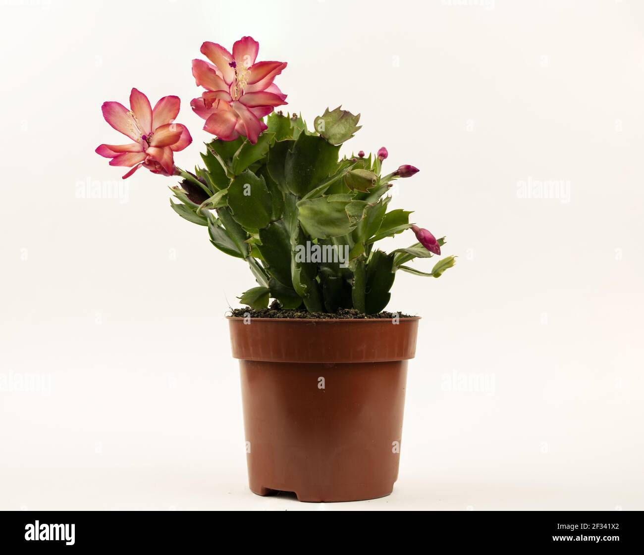 Schlumbergera truncata in flowerpot with white background Stock Photo