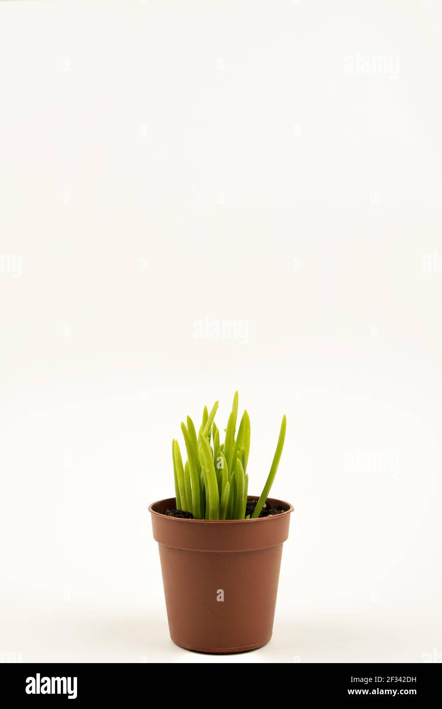 Senecio cylindricus in pot with white background Stock Photo