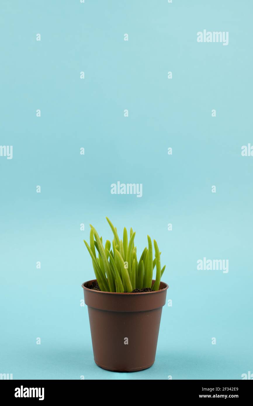 Senecio cylindricus in pot with blue background Stock Photo