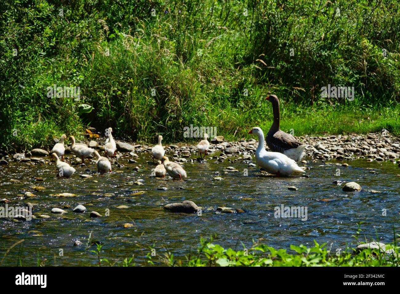 White goose and dark gander with a brood of hybrid goslings in a meadow by the river. Goose pasture (grass plucked), geese farming. Stock Photo