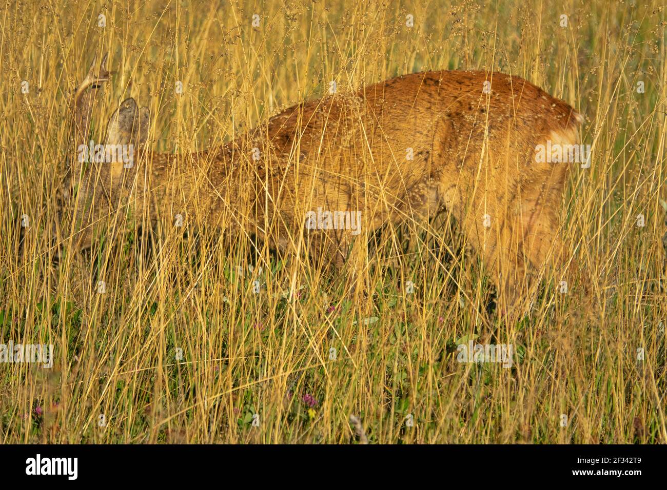 Example of protective coloration, normal color patterns of environment,  adaptations of animals. This Roe Deer merges with background of grasses  (grami Stock Photo - Alamy