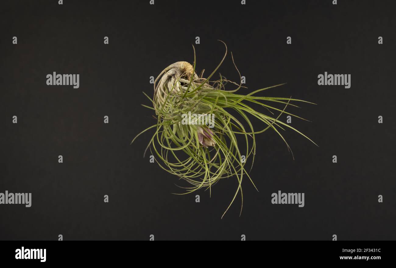 tillandsia in the air with black background Stock Photo - Alamy