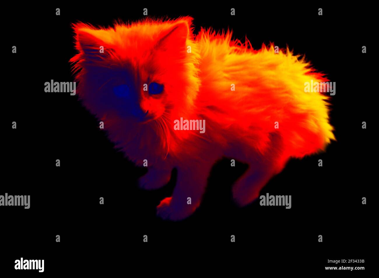 Little kitten. Scanning the animal's body temperature with a thermal imager Stock Photo