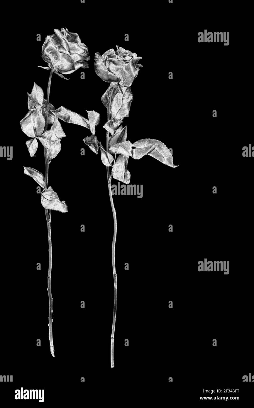 Two silver rose flowers black background isolated close up, black white