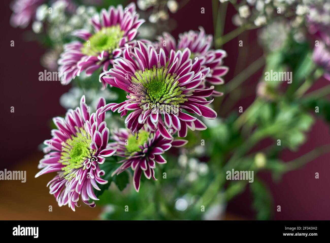 Variegated bush chrysanthemums with a green-yellow core on a blurred background. Russia, Moscow, holiday, gift, mood, nature, flower, plant, bouquet Stock Photo