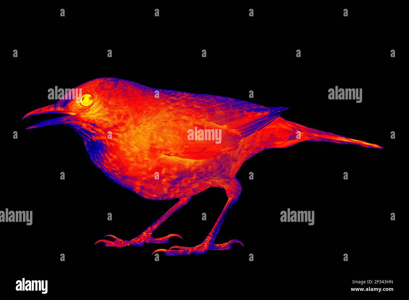 Blackbird in scientific hightech thermal imager on black background