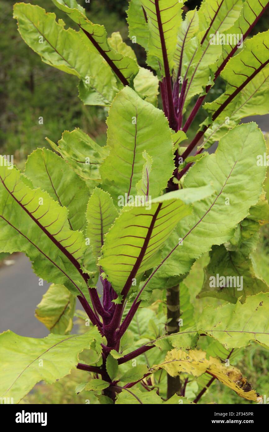 She Cabbage, one of three endemic species of cabbage on the island of St Helena Stock Photo
