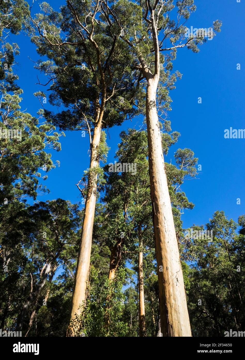 Giant Hardwood Trees High Resolution Stock Photography and Images - Alamy