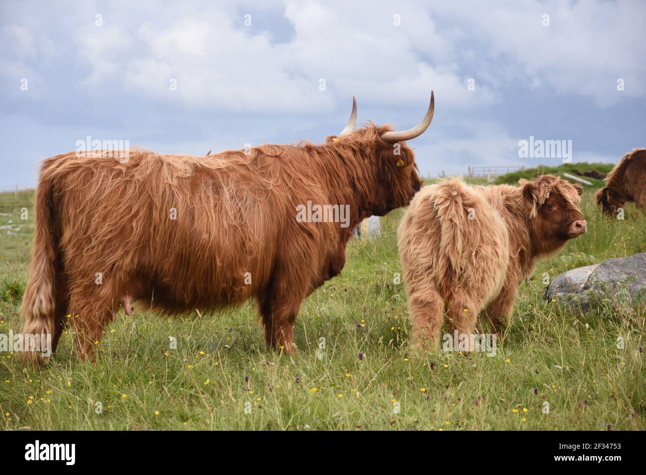 Lesley Matheson, Brue, Highland Cattle, Isle of Lewis, Western Isles ...