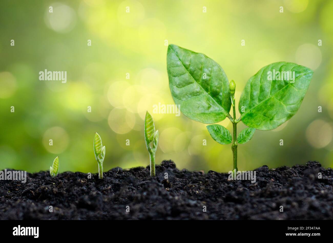 tree sapling hand planting sprout in soil with sunset close up male hand planting young tree over green background Stock Photo