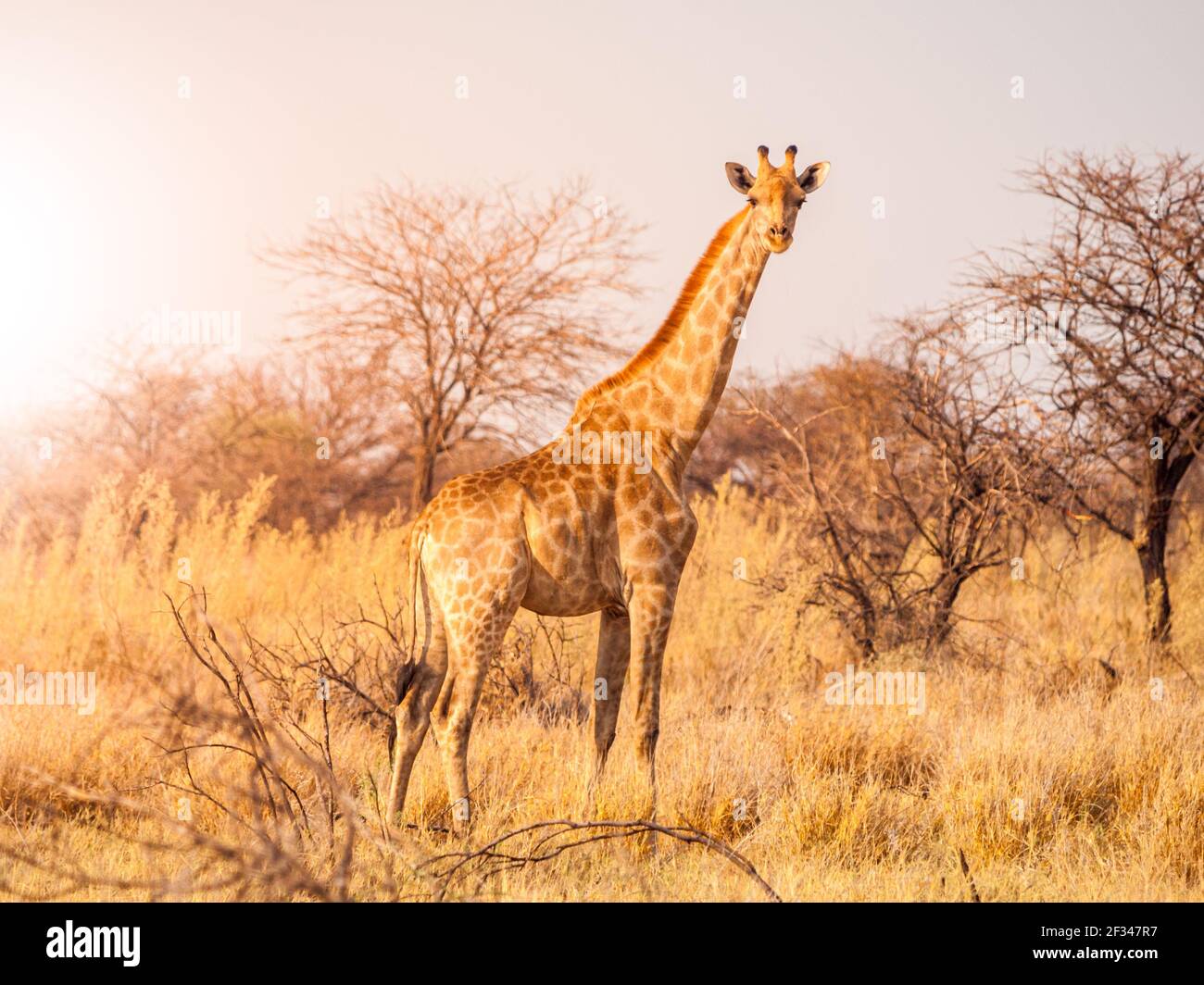 Cute giraffe in african savanna Stock Photo
