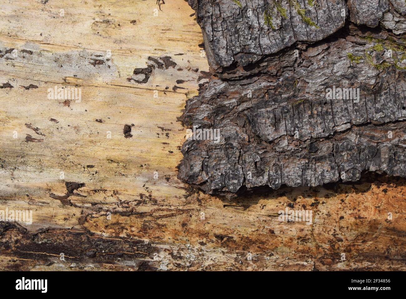 Bark and Bare Wood Stock Photo