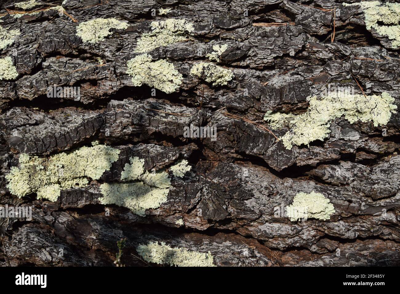 Lichen on Rough Bark Stock Photo