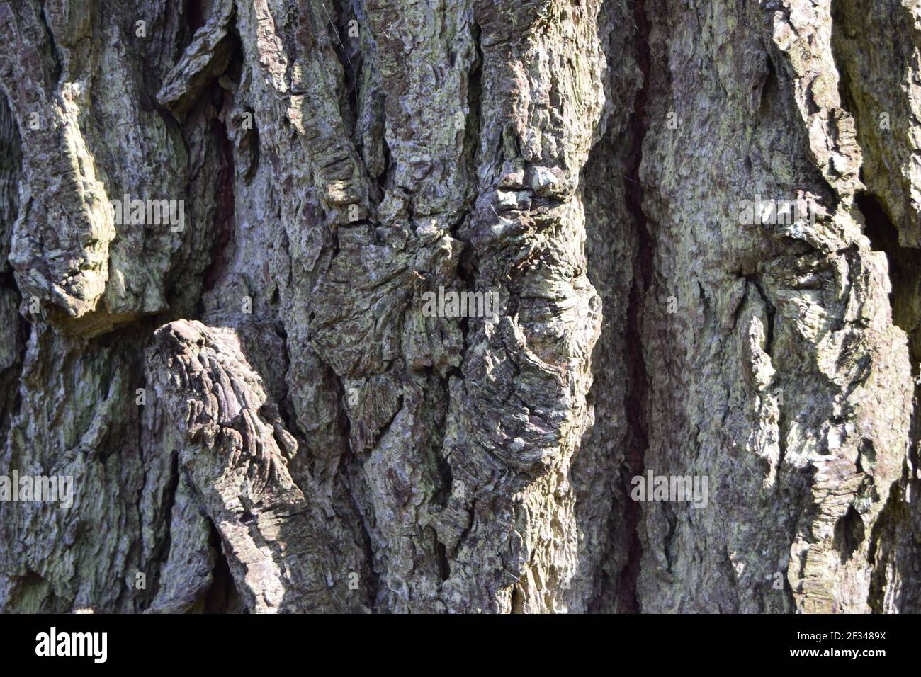 Thick Rough Pine Bark Stock Photo
