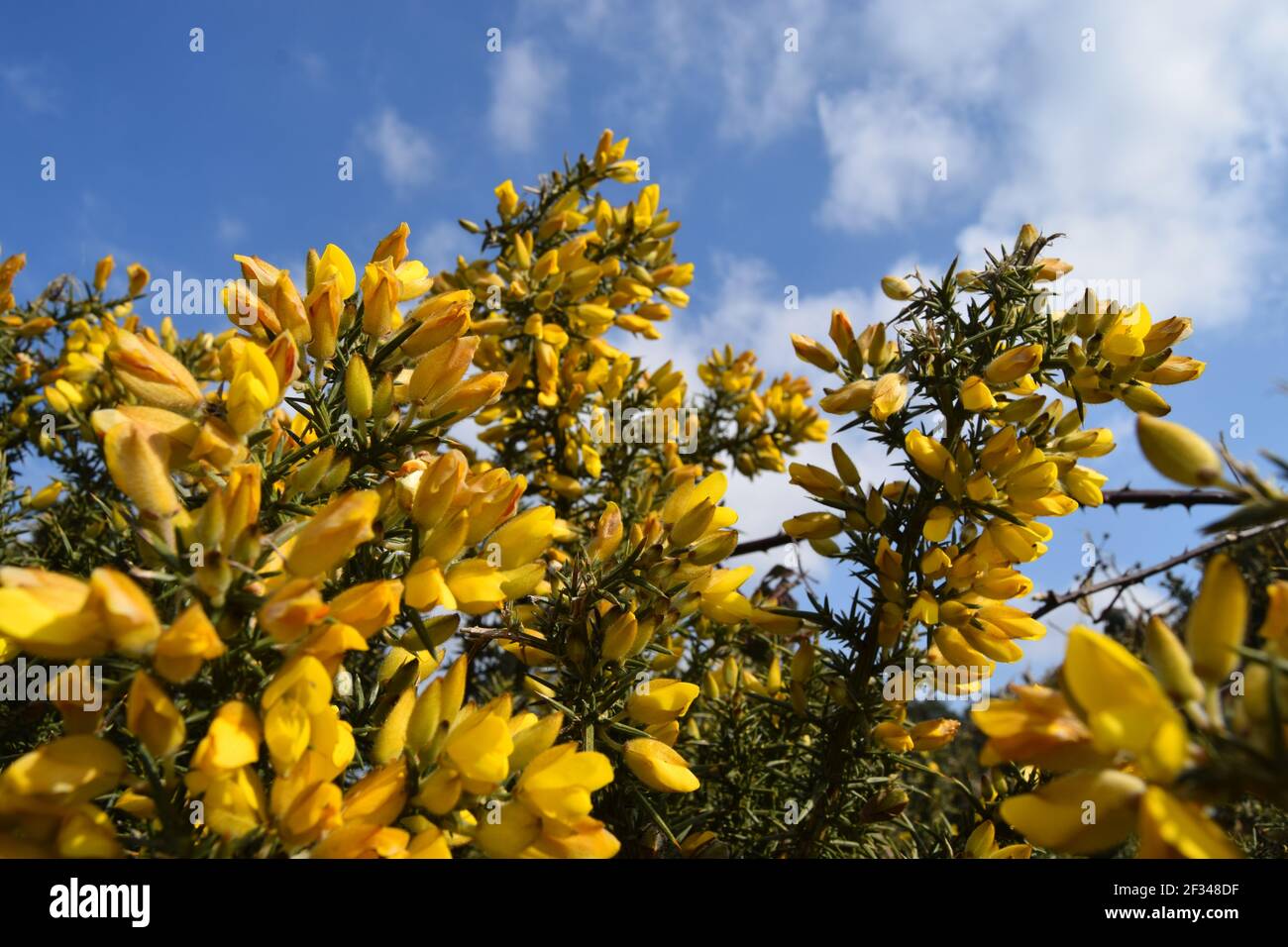 Yellow Gorse Blue Sky in landscape Stock Photo