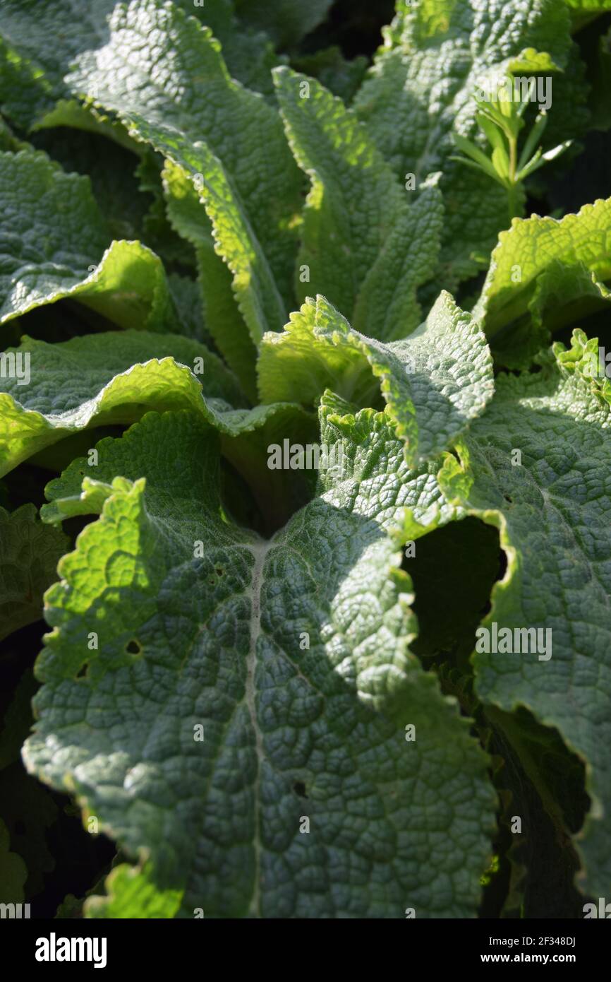 Wavy Green Leaves in portrait Stock Photo