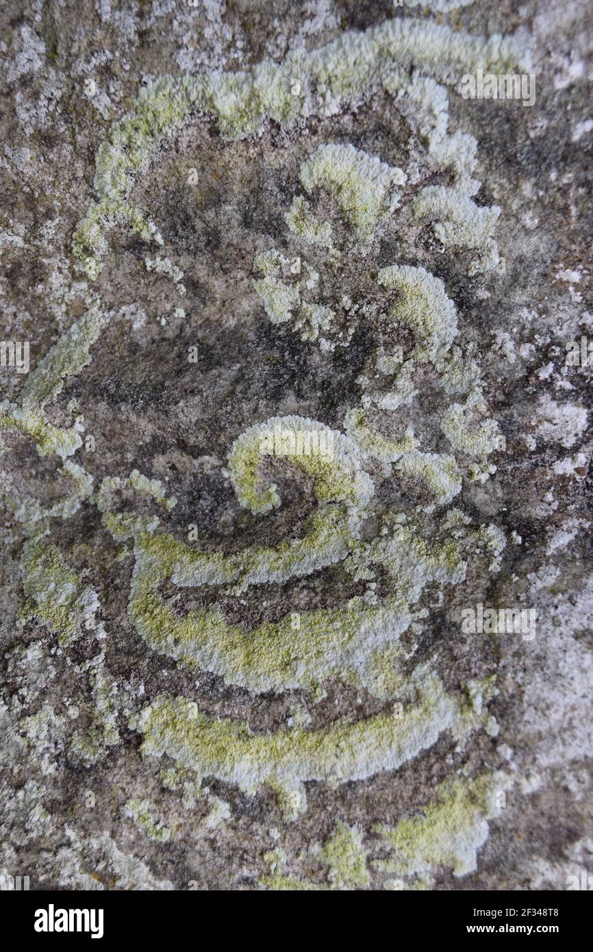 Lichen Patterns on Rock #2 Stock Photo