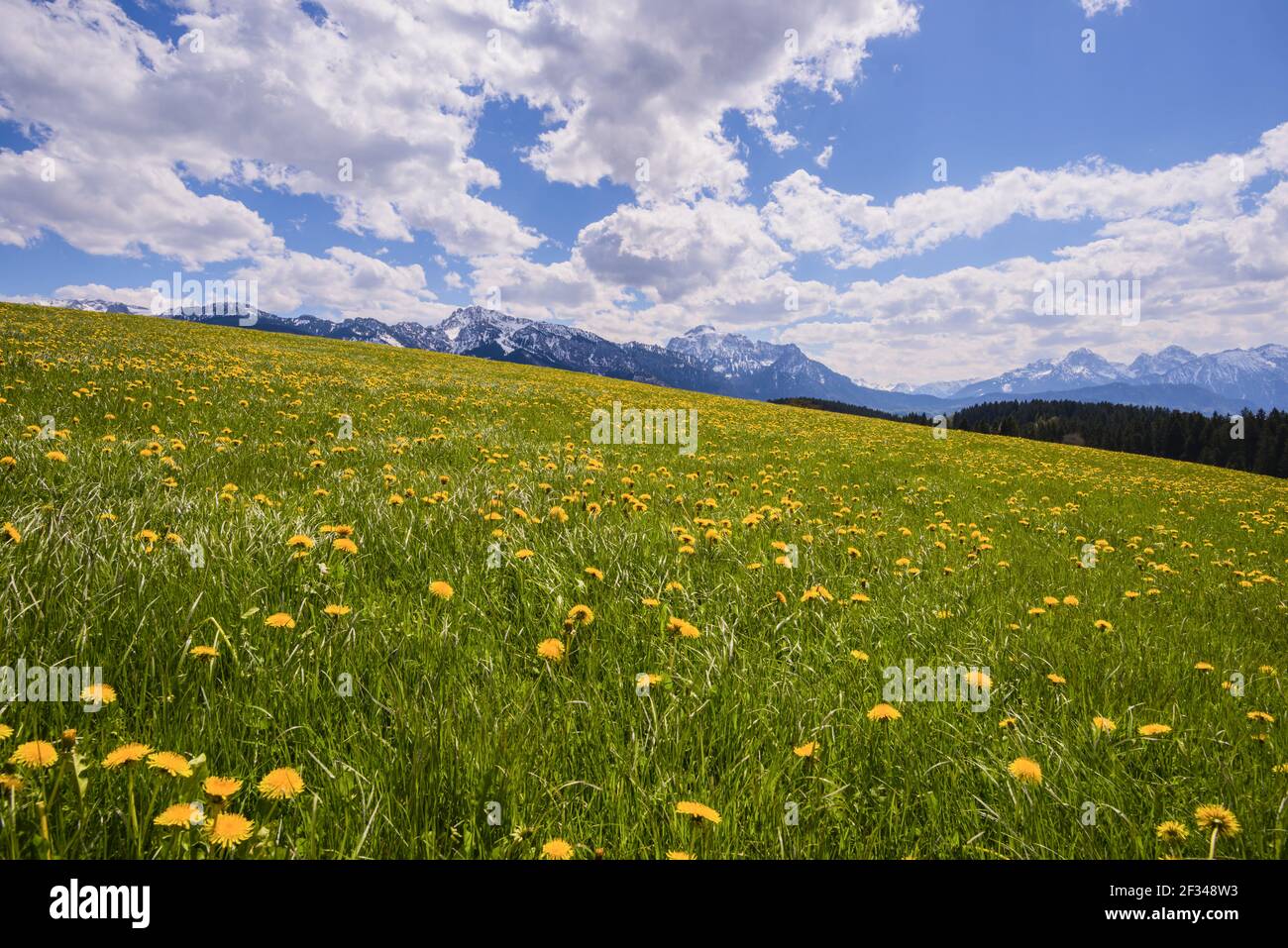 geography / travel, Germany, Bavaria, flowering Loewenzahnwiese (Taraxacum), natural landscape near Fuessen, East Allgaeu, Freedom-Of-Panorama Stock Photo
