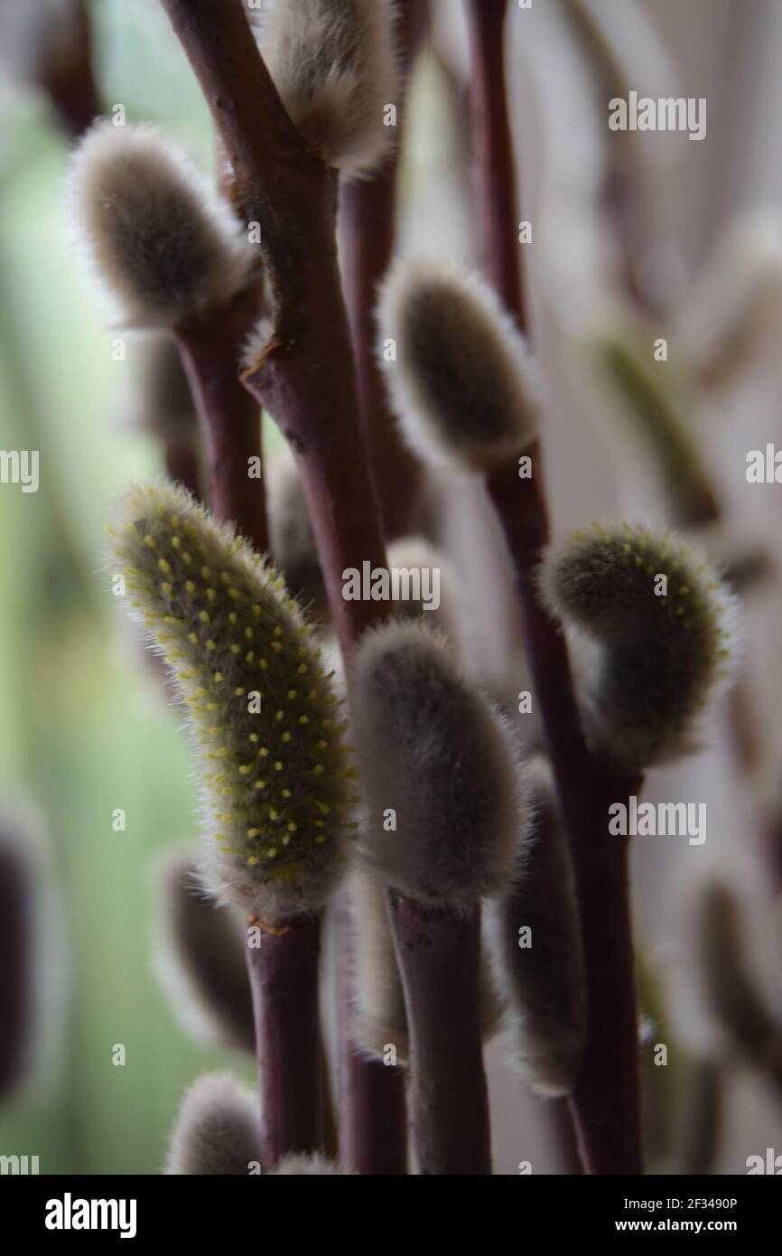 Pussy Willow Catkins Stock Photo