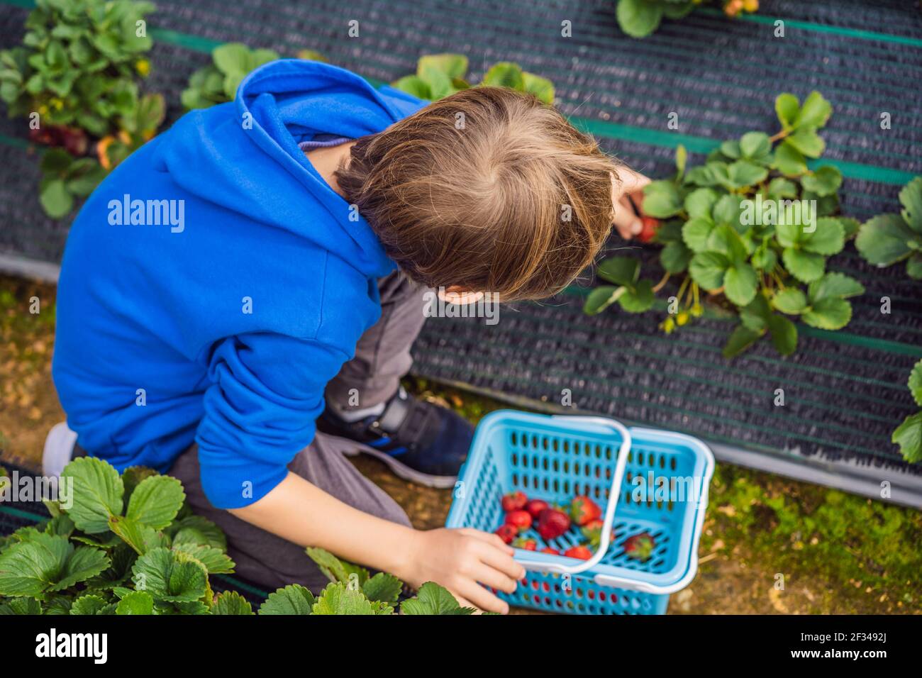 Happy boy on organic strawberry farm in summer, picking strawberries Stock Photo