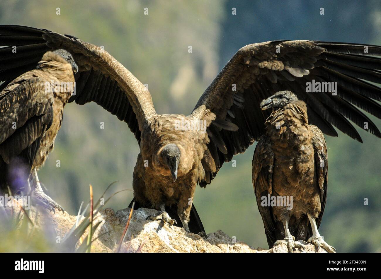Female Andean condors (Vultur gryphus) sit on a ledge in the Andes Belongs to the vultures of the New World, Peru, South America. Stock Photo