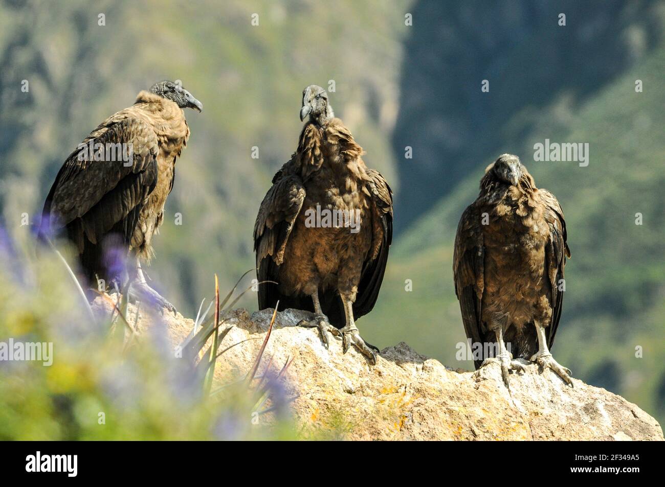 Female Andean condors (Vultur gryphus) sit on a ledge in the Andes. Belongs to the vultures of the New World, Peru, South America. Stock Photo