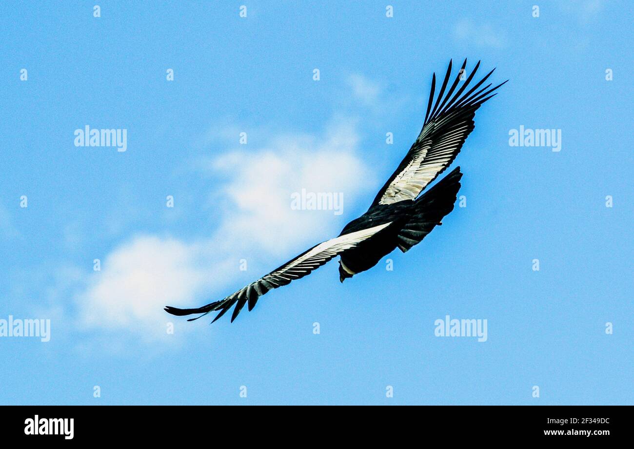 Andean condor (Vultur gryphus) King of the skies. Belongs to the New World Vultures, Peru, South America. Stock Photo