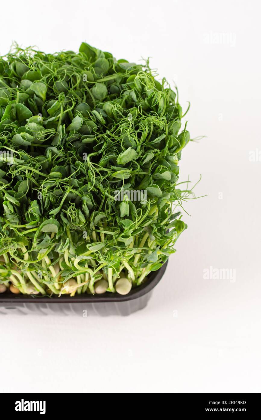Sprouted pea sprouts in a plastic box on a white background, organic healthy microgreens Stock Photo